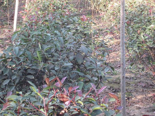 某客戶訂購產品若干件