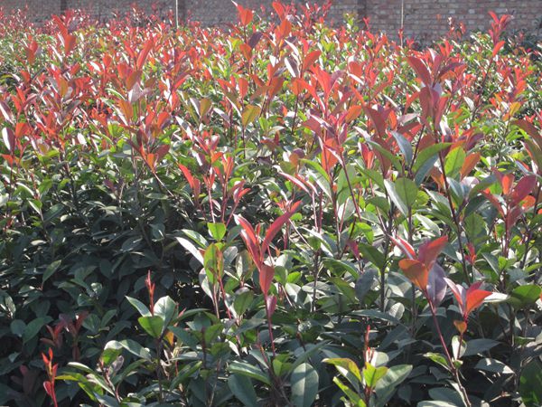 某客戶訂購產品若干件