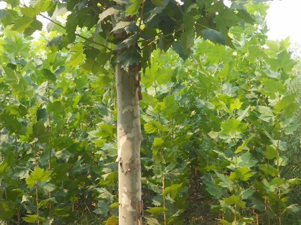 法桐苗木種植前應做哪些修剪工作