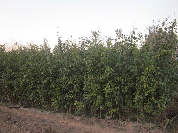 金葉復葉槭苗木的兩大主要價值解析