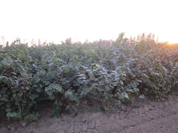 速生垂柳應知養護技術