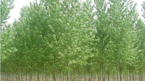 種植河南白蠟苗，這幾點事項要重視！